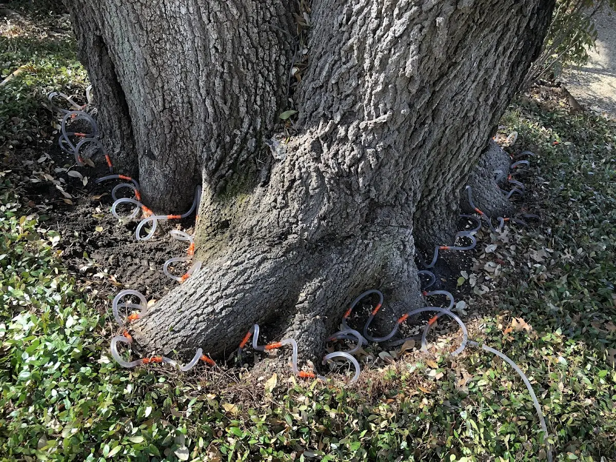 Detailed Tree Cabling and Bracing job site in Spartanburg