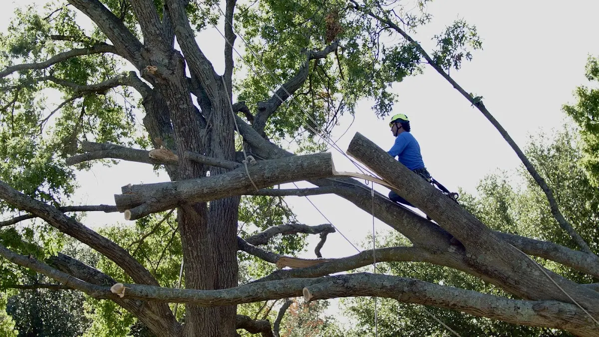 Professional Crown Thinning performed by certified arborists in Spartanburg