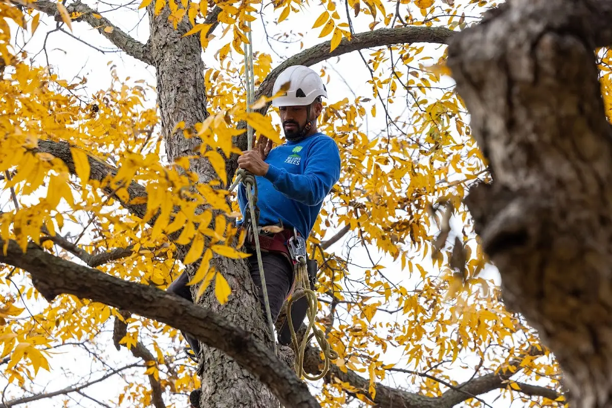 Skilled Tree Transplanting crew working in Spartanburg
